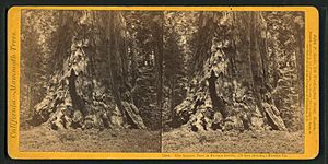 The largest tree in Fresno Grove, (79 feet circum.) Fresno Co, by Soule, John P., 1827-1904