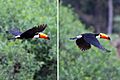 Toco toucan (Ramphastos toco) in flight composite