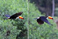 Toco toucan (Ramphastos toco) in flight composite