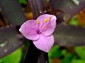 Tradescantia pallida flower