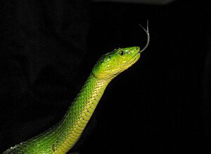 Trimeresurus macrolepis head and tongue