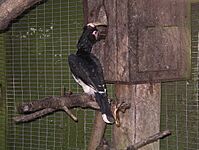 Trumpeter hornbill feeding mate 31l07