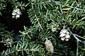 Tsuga canadensis cones