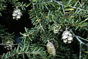 Tsuga canadensis cones