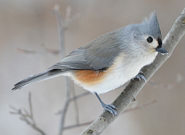 Tufted Titmouse (189117409)