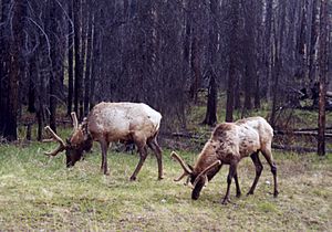 Two elk banff.jpg