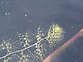 Utricularia geminiscapa PinhookBog