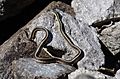 Valley Garter Snake- Thamnophis sirtalis fitchi (9401040521).jpg