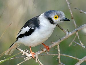 White-crested Helmetshrike (Prionops plumatus) (52112883125), crop.jpg