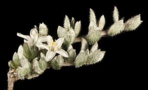 Wilsonia humilis - Flickr - Kevin Thiele