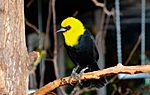 Yellow-hooded blackbird 