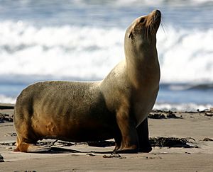 Zalophus californianus - Morro Bay