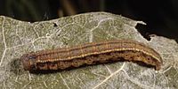 Zanclognatha protumnusalis larva