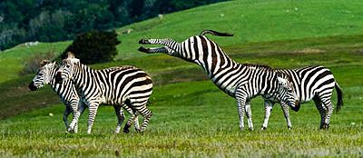 Zebra Kick, Hearst ranch