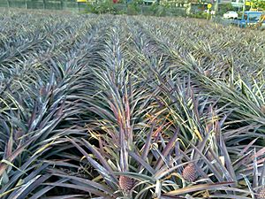 九曲堂的鳳梨園 Pineapple Orchard at Jiaochitang - panoramio