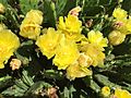 2017-05-29 14 25 22 Eastern Prickly Pear cactus blossoms along Ladybank Lane in the Chantilly Highlands section of Oak Hill, Fairfax County, Virginia
