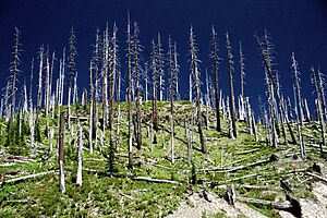 A062, Mount Saint Helens National Volcanic Monument, Washington, USA, stripped trees, 2002