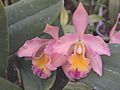 A and B Larsen orchids - Cattleya Barbara Belle DSCN8696