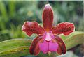 A and B Larsen orchids - Cattleya Mrs Mahler Mem Fred Tompkins 659-9