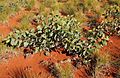 Acacia validinervia plant