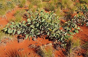 Acacia validinervia plant.jpg