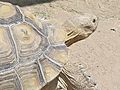 African Spurred Tortoise at Las Vegas Zoo