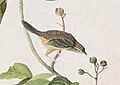 Aimophila aestivalis - Audubon
