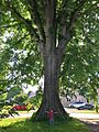 American Elm Tree (Closer), Hatfield, MA - June 2020