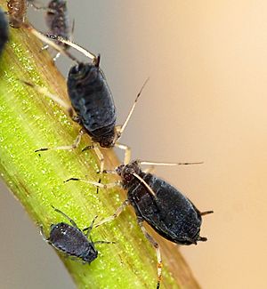 Aphids May 2010-3.jpg
