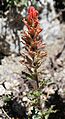 Applegate paintbrush Castilleja applegatei flowerhead-and-wavy leaves