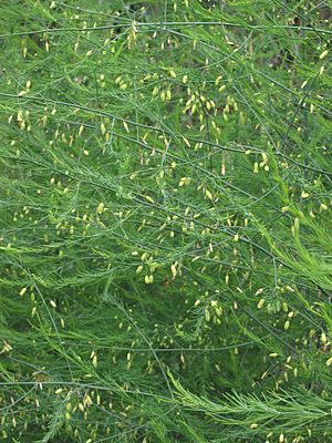 Asperge in bloei Asparagus officinalis.jpg