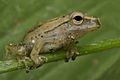 Assam tree frog, Barprta, Assam, India