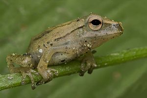 Assam tree frog, Barprta, Assam, India.jpg