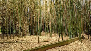 Bamboo - Blithewold Mansion - Bristol, RI - PXL 20230504 145909448