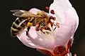 Bee pollinating peach flower