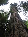 Biggest Tree