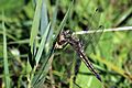 Black-tailed skimmer dragonfly (Orthetrum cancellatum) mature female
