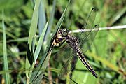 Black-tailed skimmer dragonfly (Orthetrum cancellatum) mature female.jpg