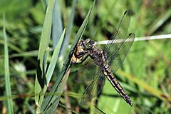 Black-tailed skimmer dragonfly (Orthetrum cancellatum) mature female