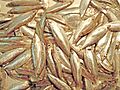 Black Sea sprat (Clupeonella cultriventris) - 1