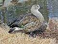Blue-winged Goose RWD1