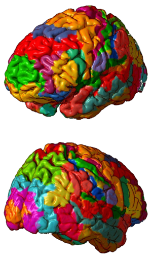 Brodmann areas 3D