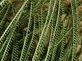 Caesalpiniaceae - Parkinsonia aculeata-2