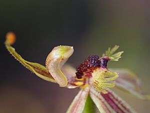 Caladenia plicata 01