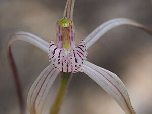 Caladenia vulgata labellum