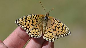 List of Lepidoptera of Utah Facts for Kids