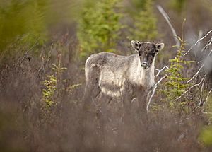 Caribou forestier 2017 Parc National des Grands Jardins 47.6833°N 70.85°W (270)