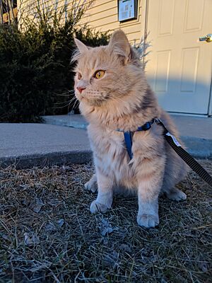 Cat on a Leash Enjoying the Outdoors