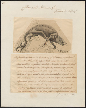 Chamaeleo tricornis - 1700-1880 - Print - Iconographia Zoologica - Special Collections University of Amsterdam - UBA01 IZ12300055