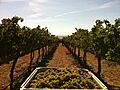 Chardonnay grapes harvested from Wykoff